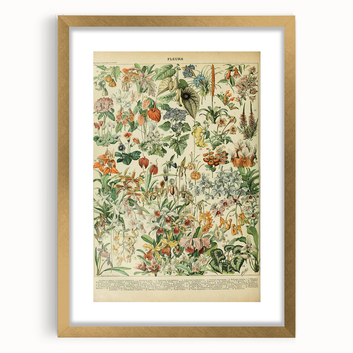 Vintage Botanical Art Prints: Nature-Inspired Floral Wall Art