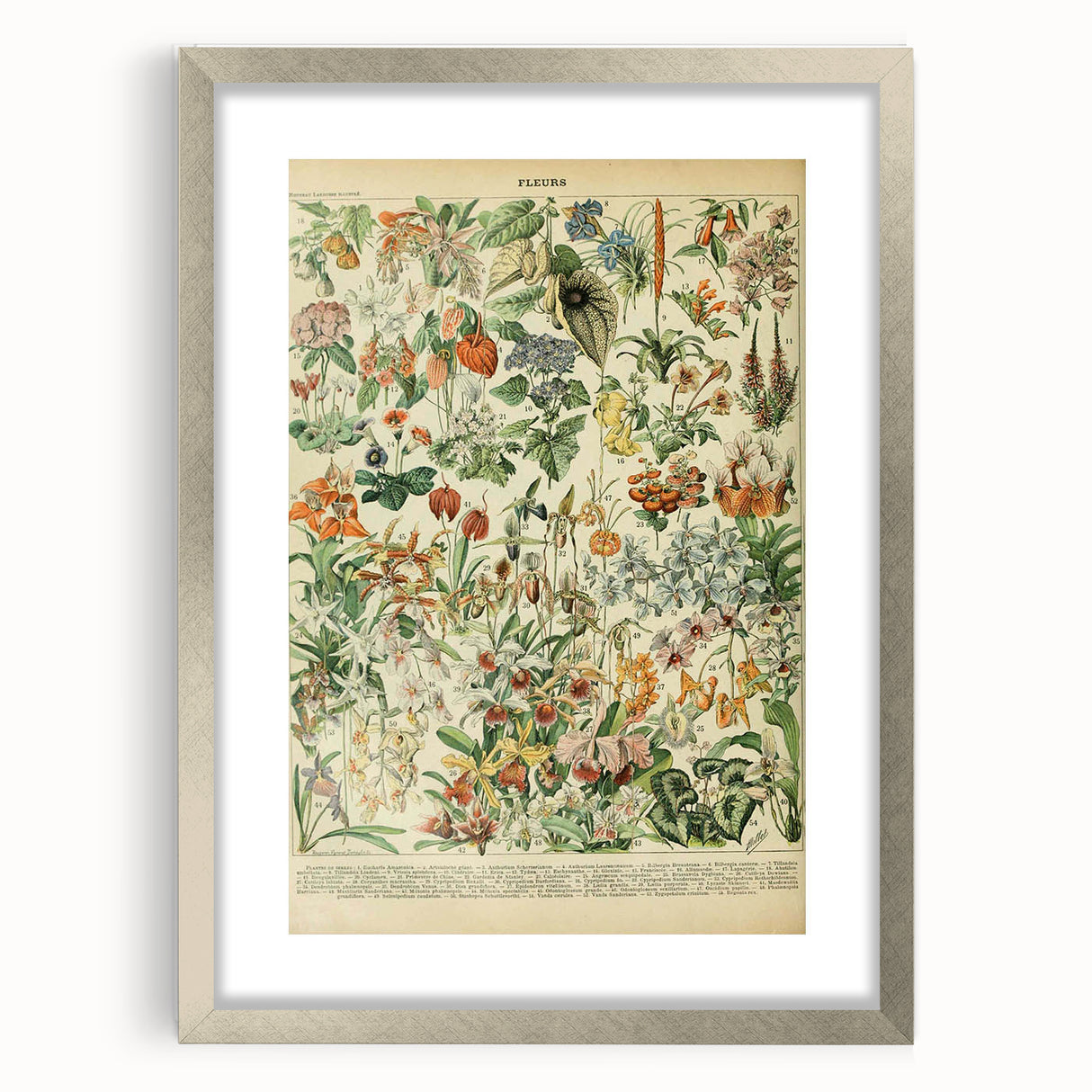 Vintage Botanical Art Prints: Nature-Inspired Floral Wall Art