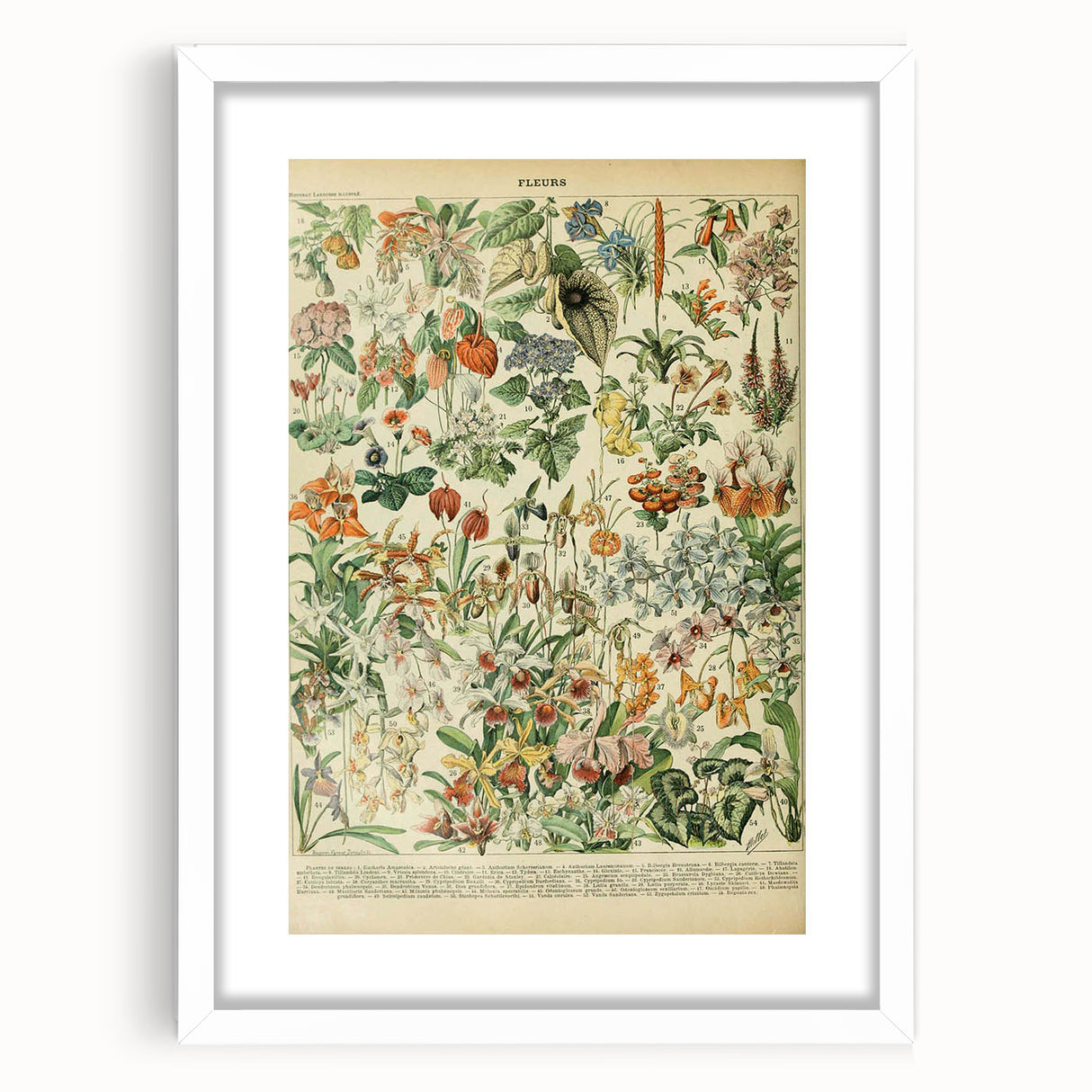 Vintage Botanical Art Prints: Nature-Inspired Floral Wall Art