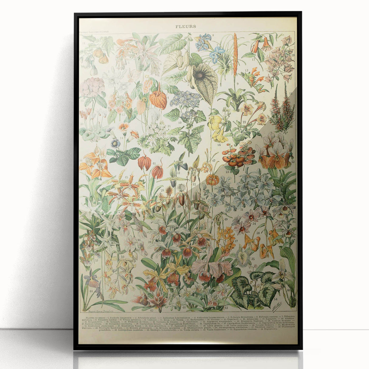 Vintage Botanical Art Prints: Nature-Inspired Floral Wall Art
