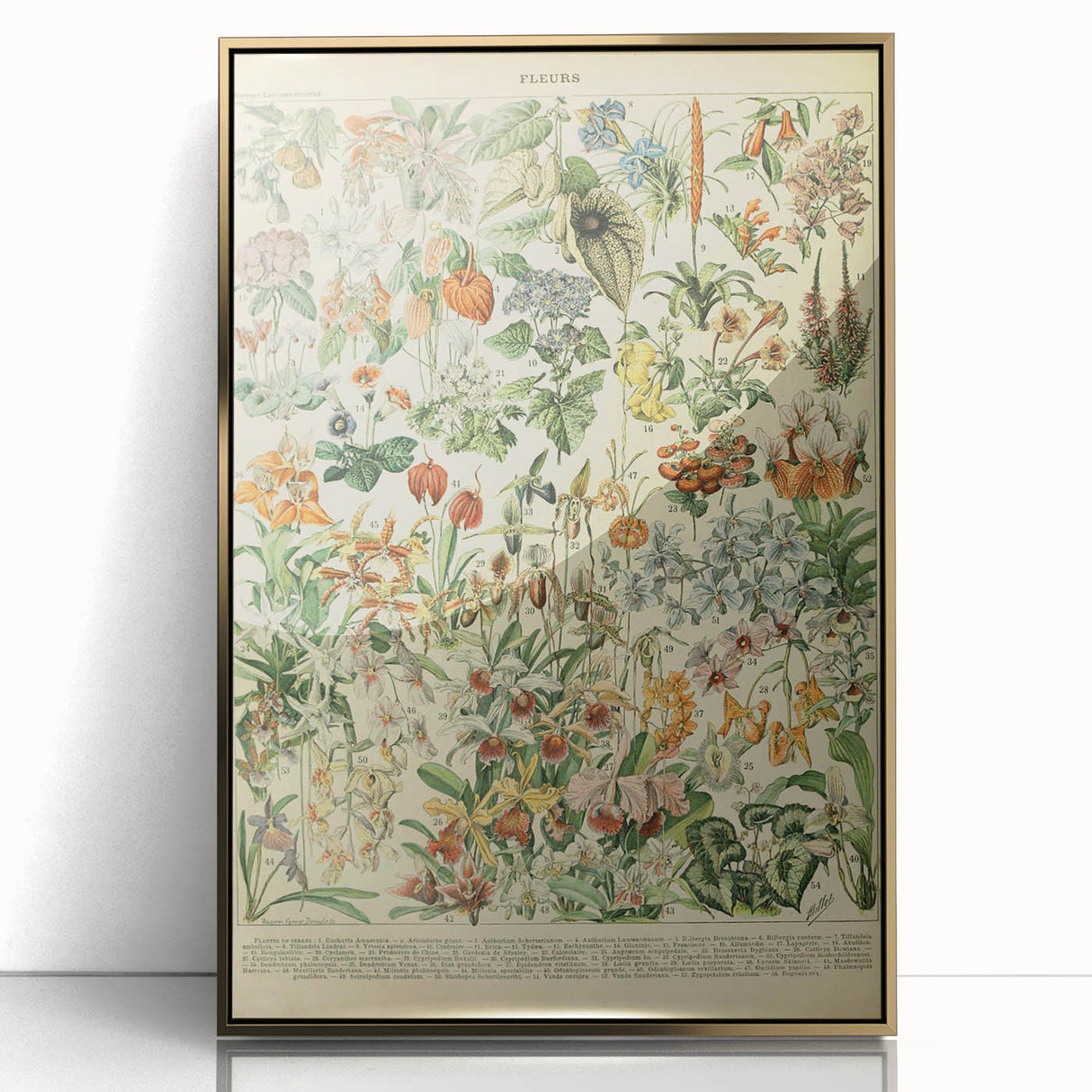 Vintage Botanical Art Prints: Nature-Inspired Floral Wall Art