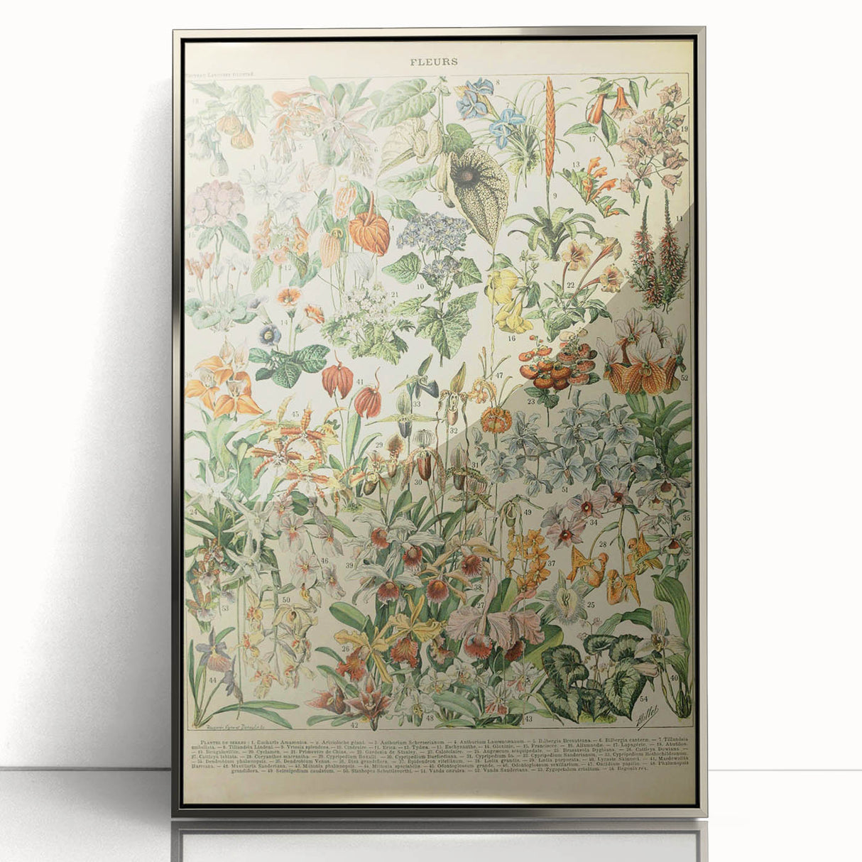 Vintage Botanical Art Prints: Nature-Inspired Floral Wall Art