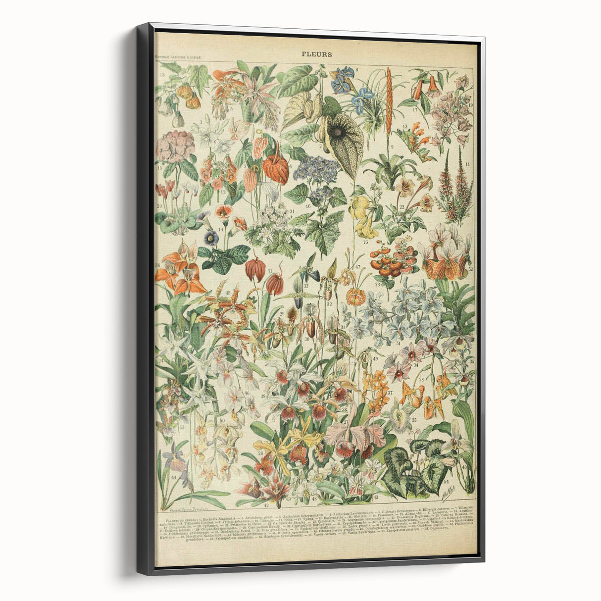 Vintage Botanical Art Prints: Nature-Inspired Floral Wall Art