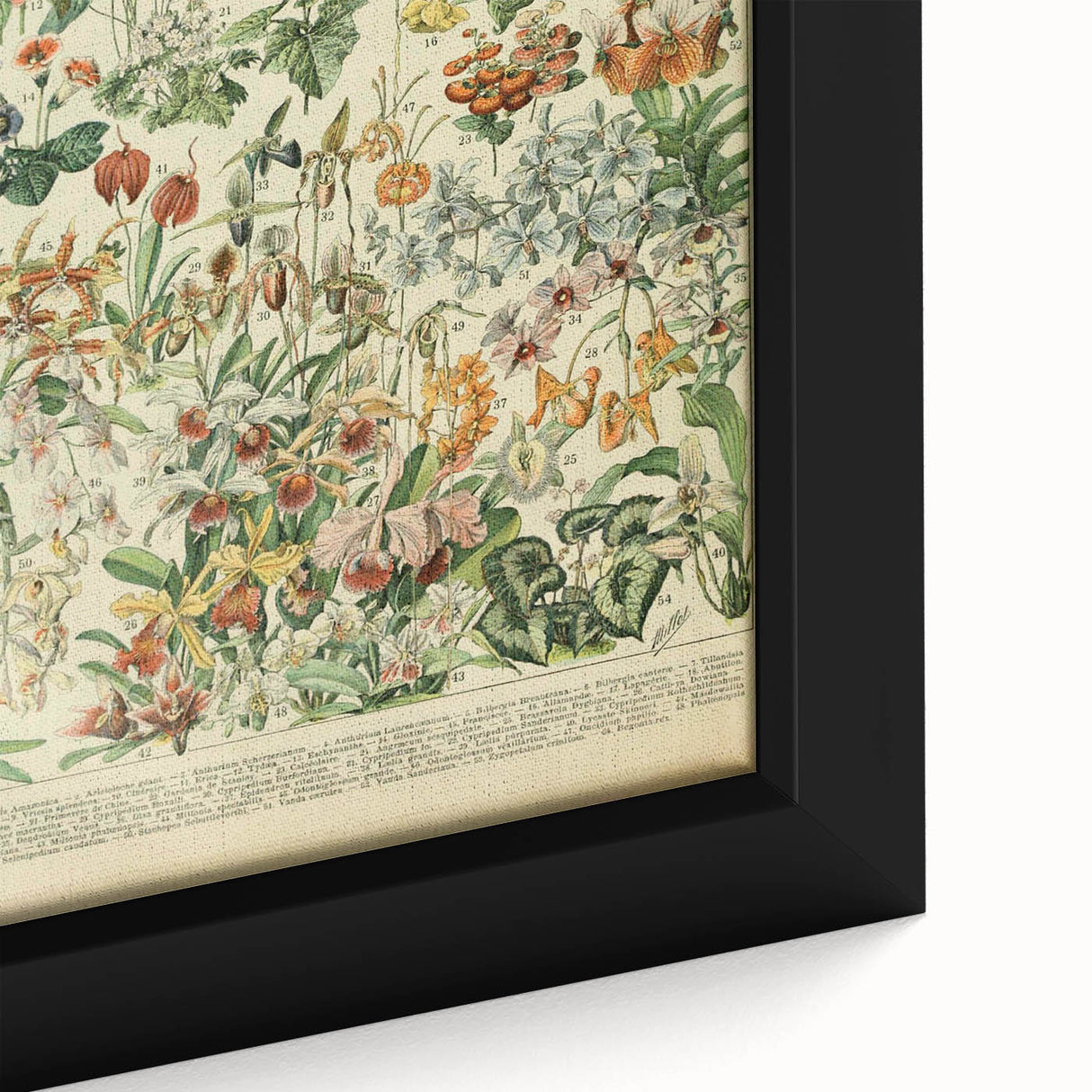 Vintage Botanical Art Prints: Nature-Inspired Floral Wall Art