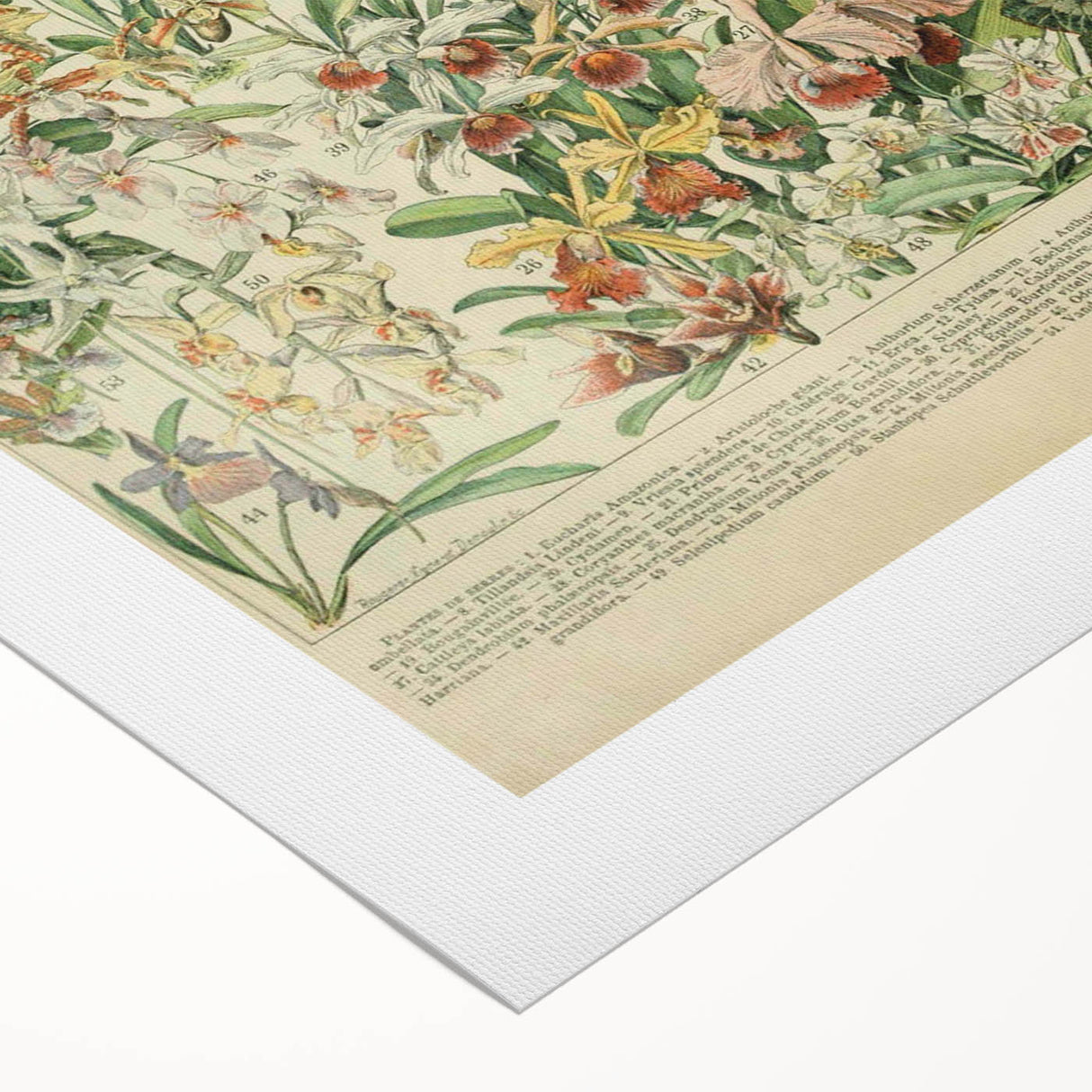 Vintage Botanical Art Prints: Nature-Inspired Floral Wall Art