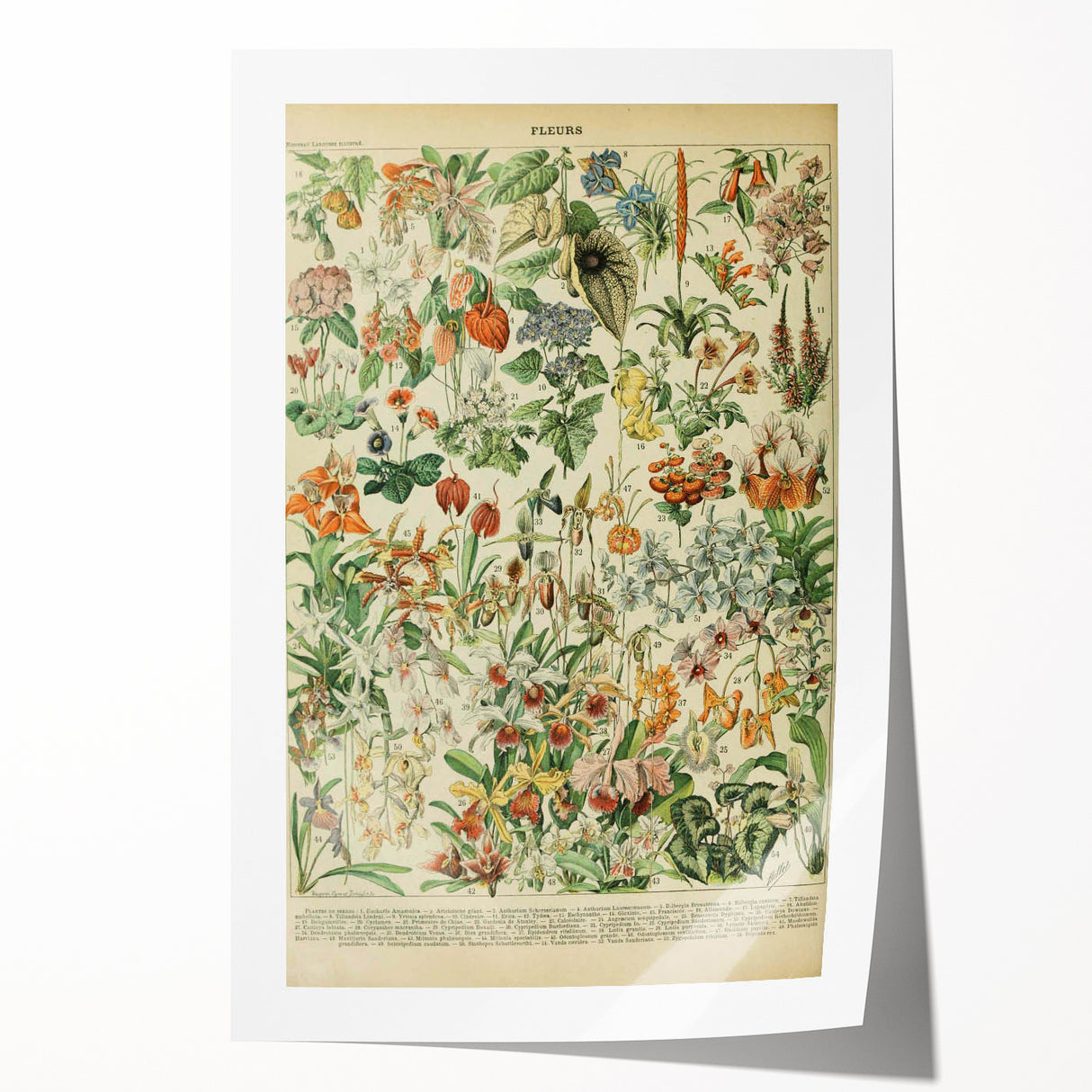 Vintage Botanical Art Prints: Nature-Inspired Floral Wall Art