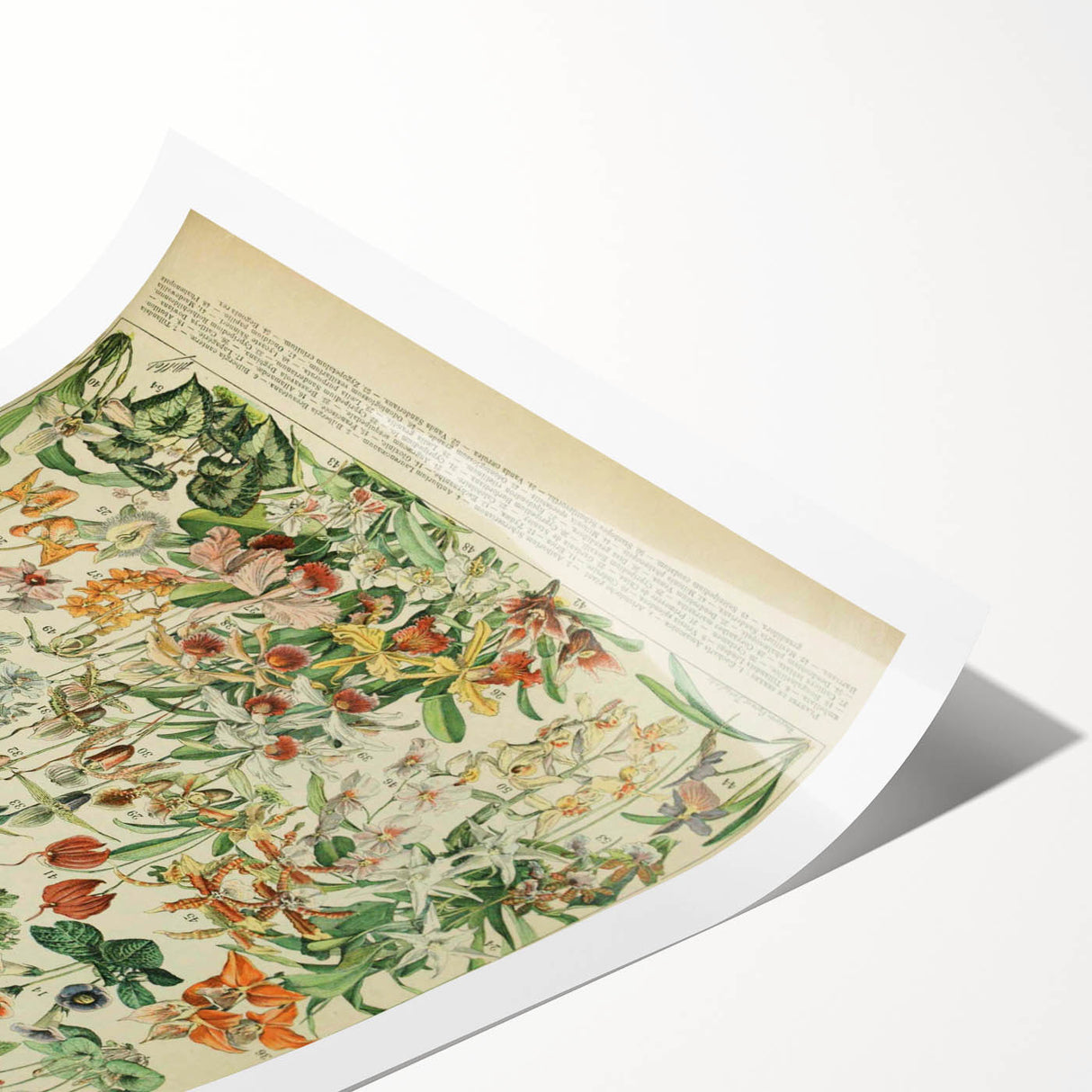 Vintage Botanical Art Prints: Nature-Inspired Floral Wall Art
