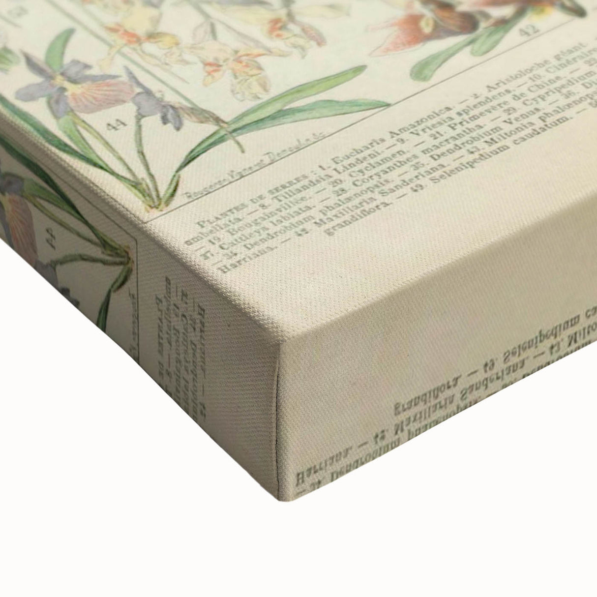 Vintage Botanical Art Prints: Nature-Inspired Floral Wall Art