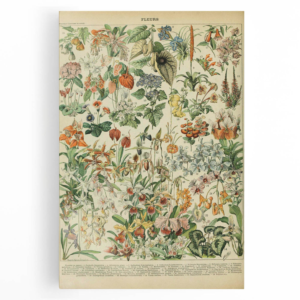 Vintage Botanical Art Prints: Nature-Inspired Floral Wall Art