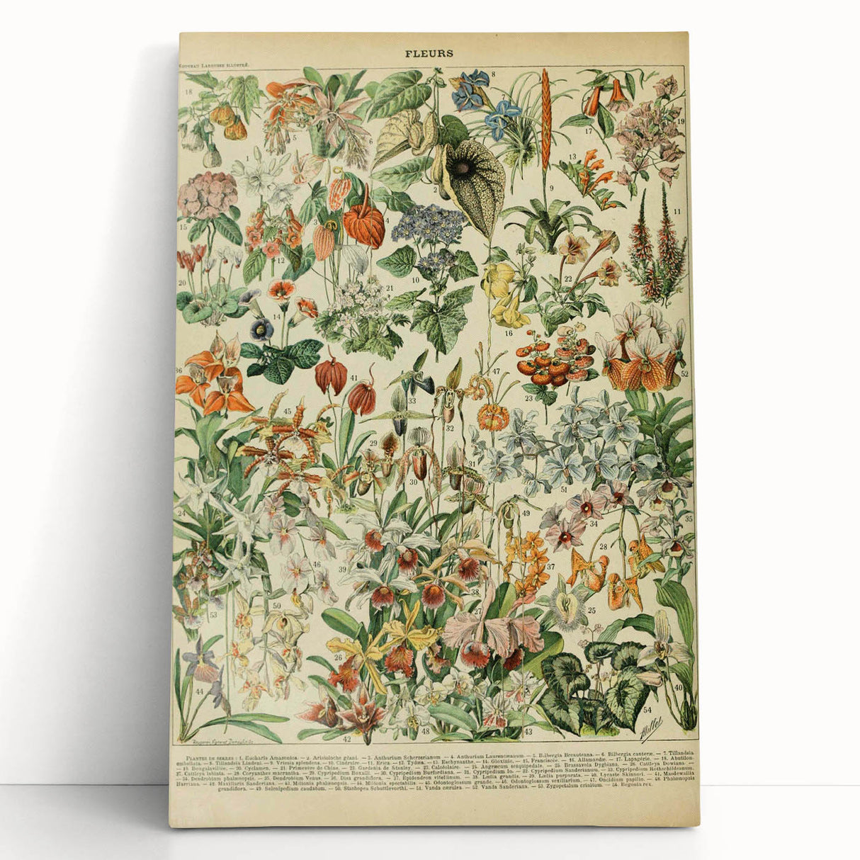 Vintage Botanical Art Prints: Nature-Inspired Floral Wall Art