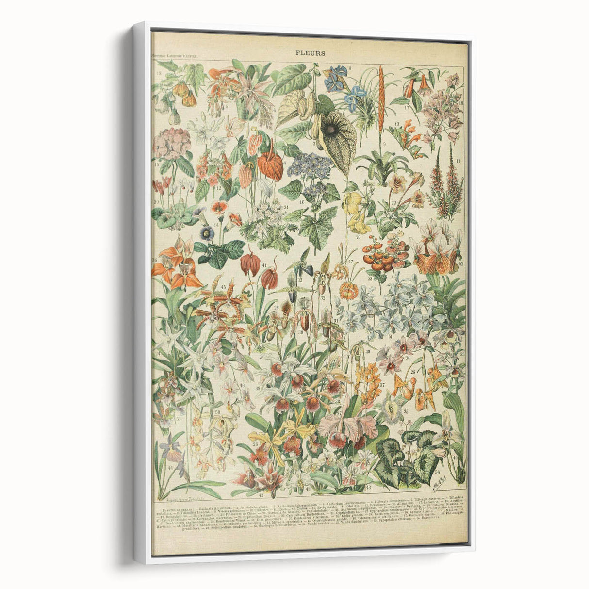 Vintage Botanical Art Prints: Nature-Inspired Floral Wall Art