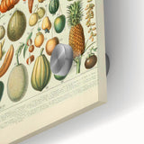 Vintage Botanical Art Prints: Fresh Fruit Illustration Wall Art