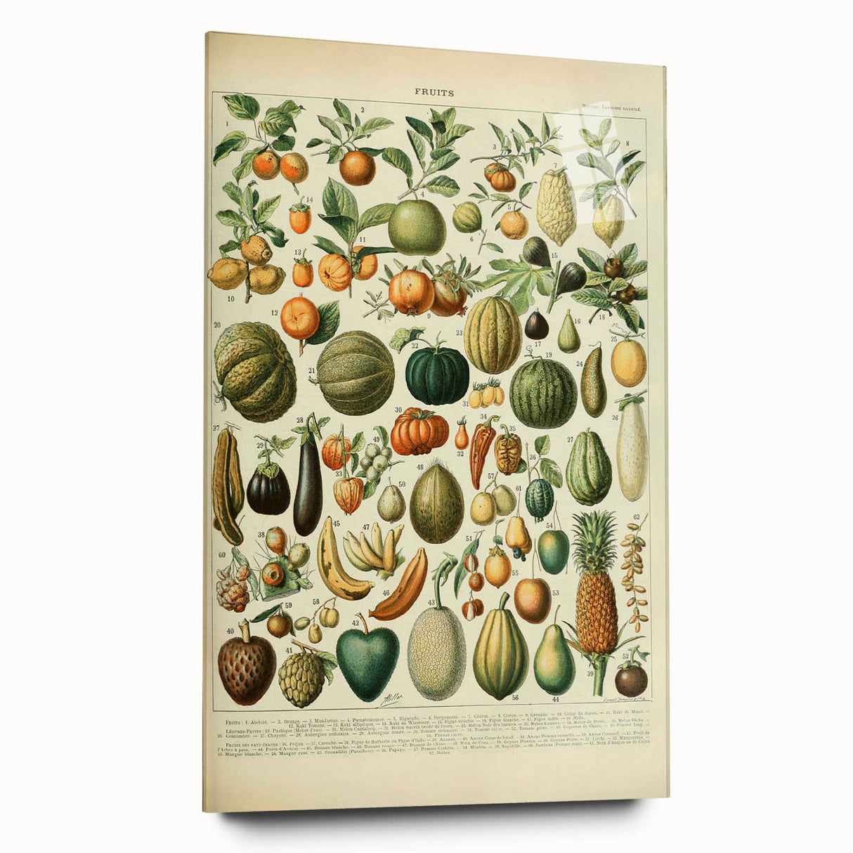 Vintage Botanical Art Prints: Fresh Fruit Illustration Wall Art