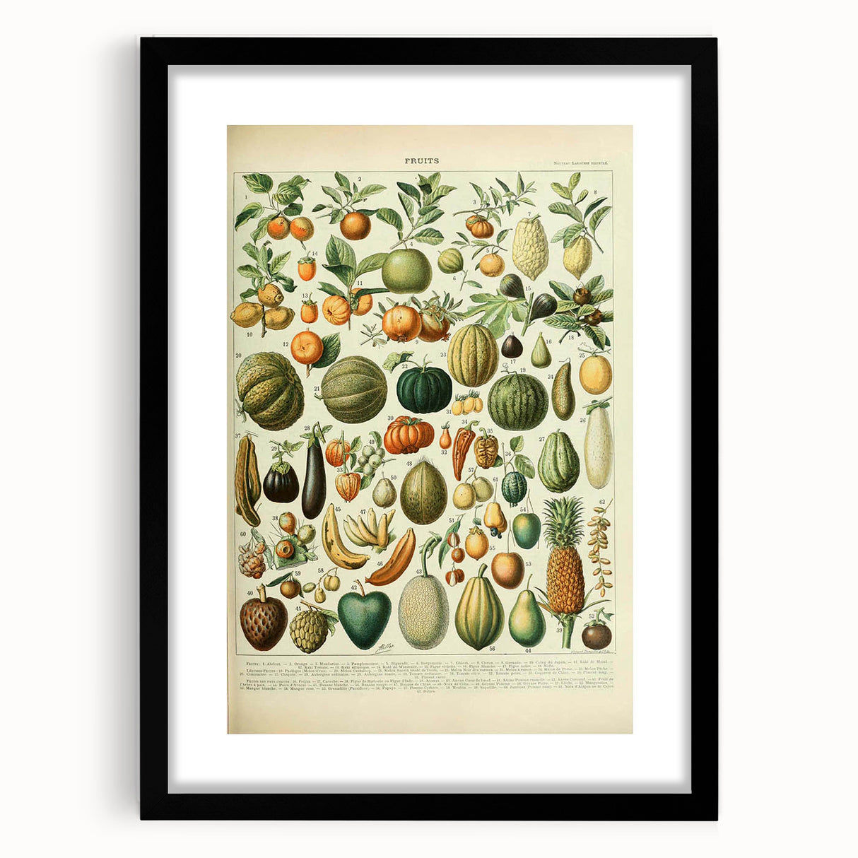 Vintage Botanical Art Prints: Fresh Fruit Illustration Wall Art