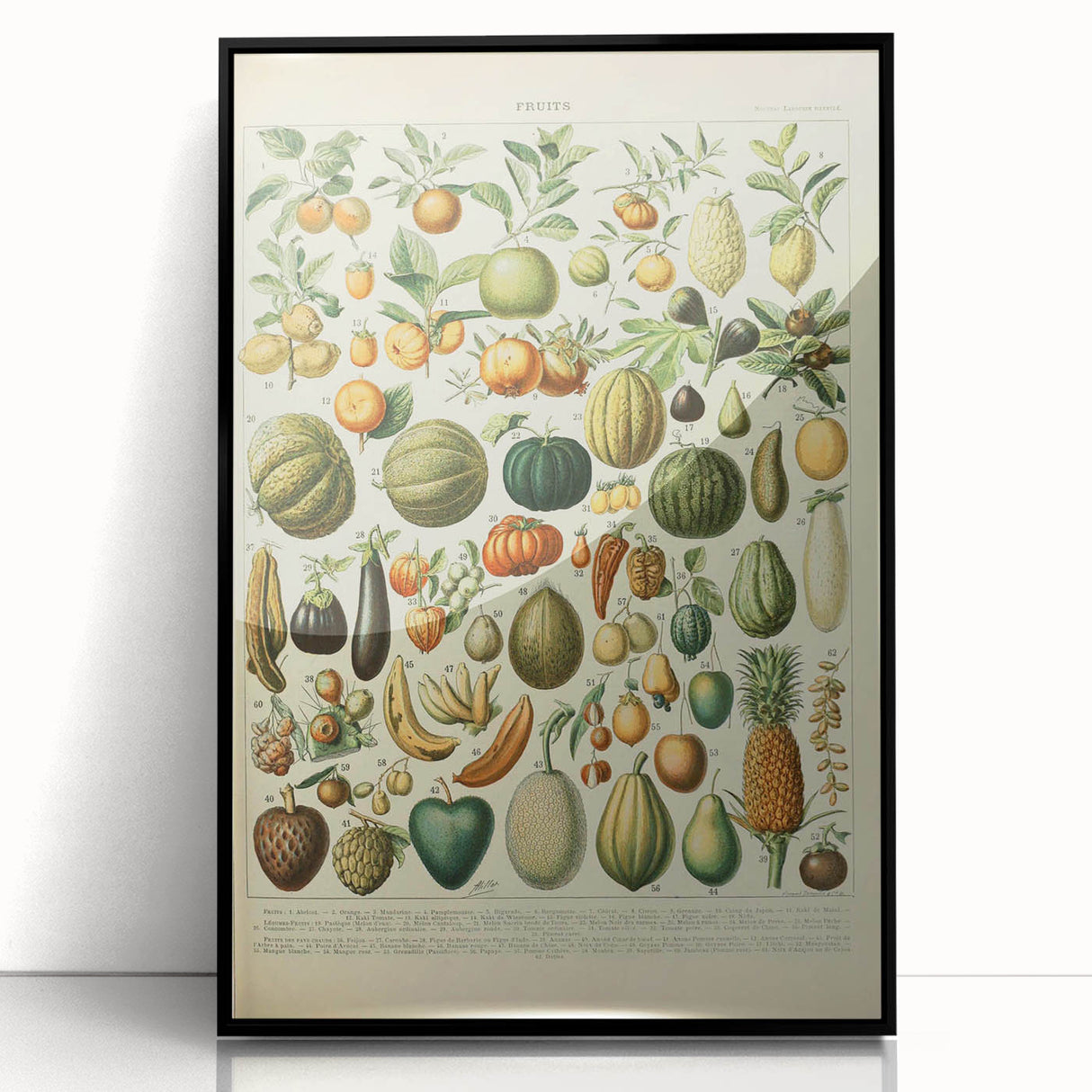Vintage Botanical Art Prints: Fresh Fruit Illustration Wall Art