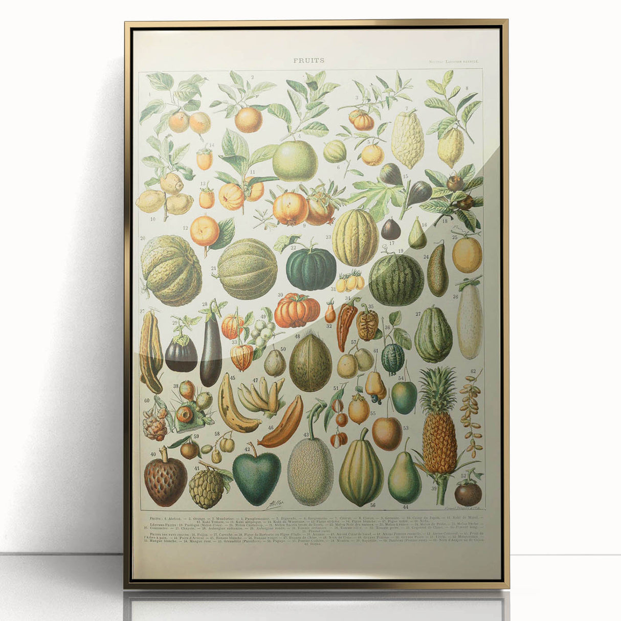 Vintage Botanical Art Prints: Fresh Fruit Illustration Wall Art