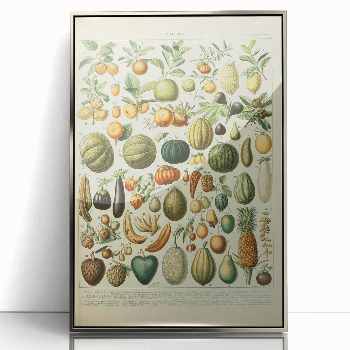 Vintage Botanical Art Prints: Fresh Fruit Illustration Wall Art