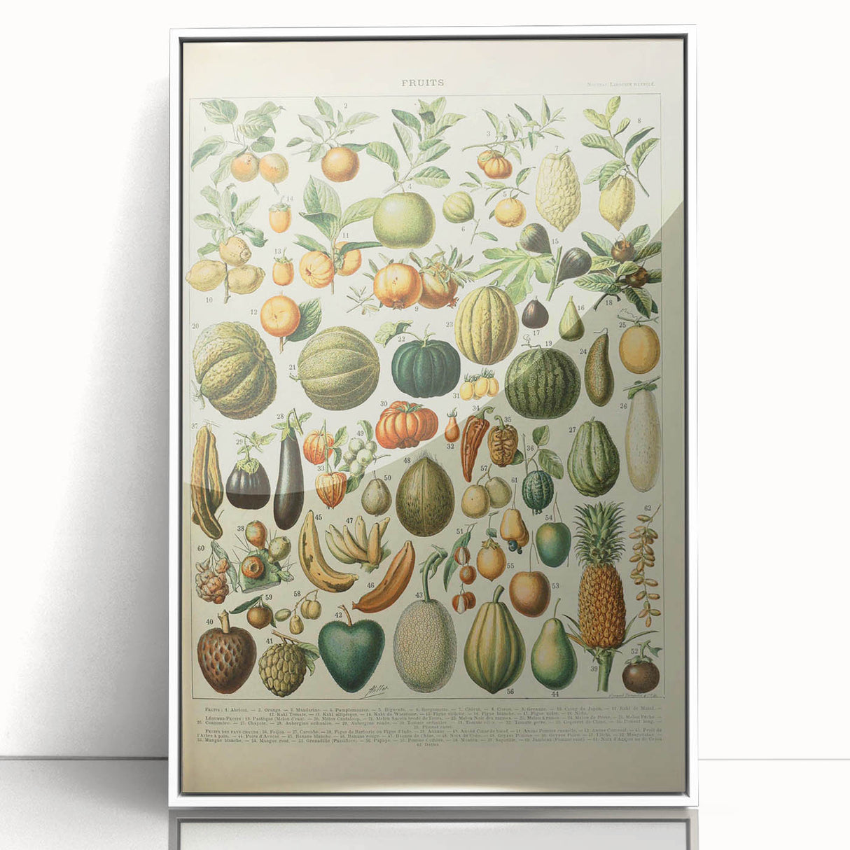 Vintage Botanical Art Prints: Fresh Fruit Illustration Wall Art
