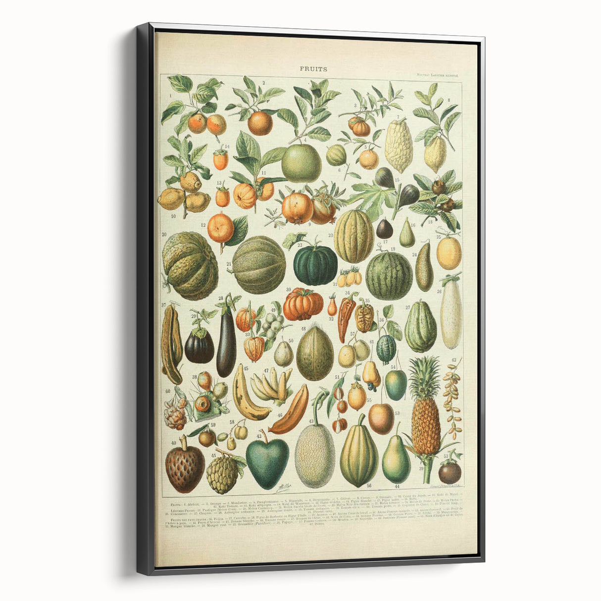 Vintage Botanical Art Prints: Fresh Fruit Illustration Wall Art