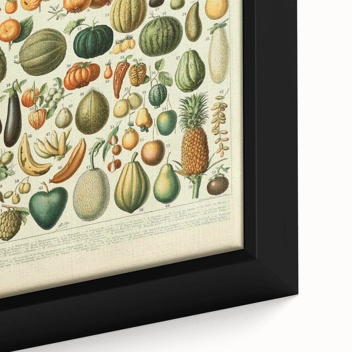 Vintage Botanical Art Prints: Fresh Fruit Illustration Wall Art