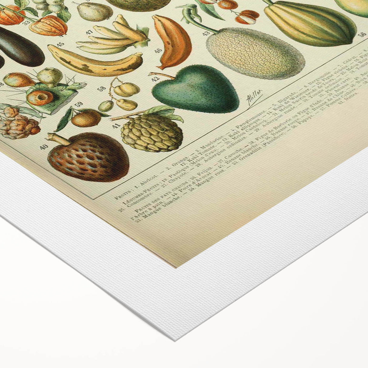 Vintage Botanical Art Prints: Fresh Fruit Illustration Wall Art