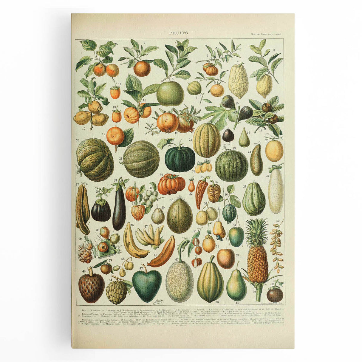 Vintage Botanical Art Prints: Fresh Fruit Illustration Wall Art