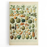 Vintage Botanical Art Prints: Fresh Fruit Illustration Wall Art