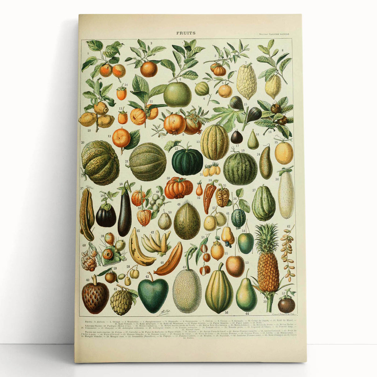 Vintage Botanical Art Prints: Fresh Fruit Illustration Wall Art