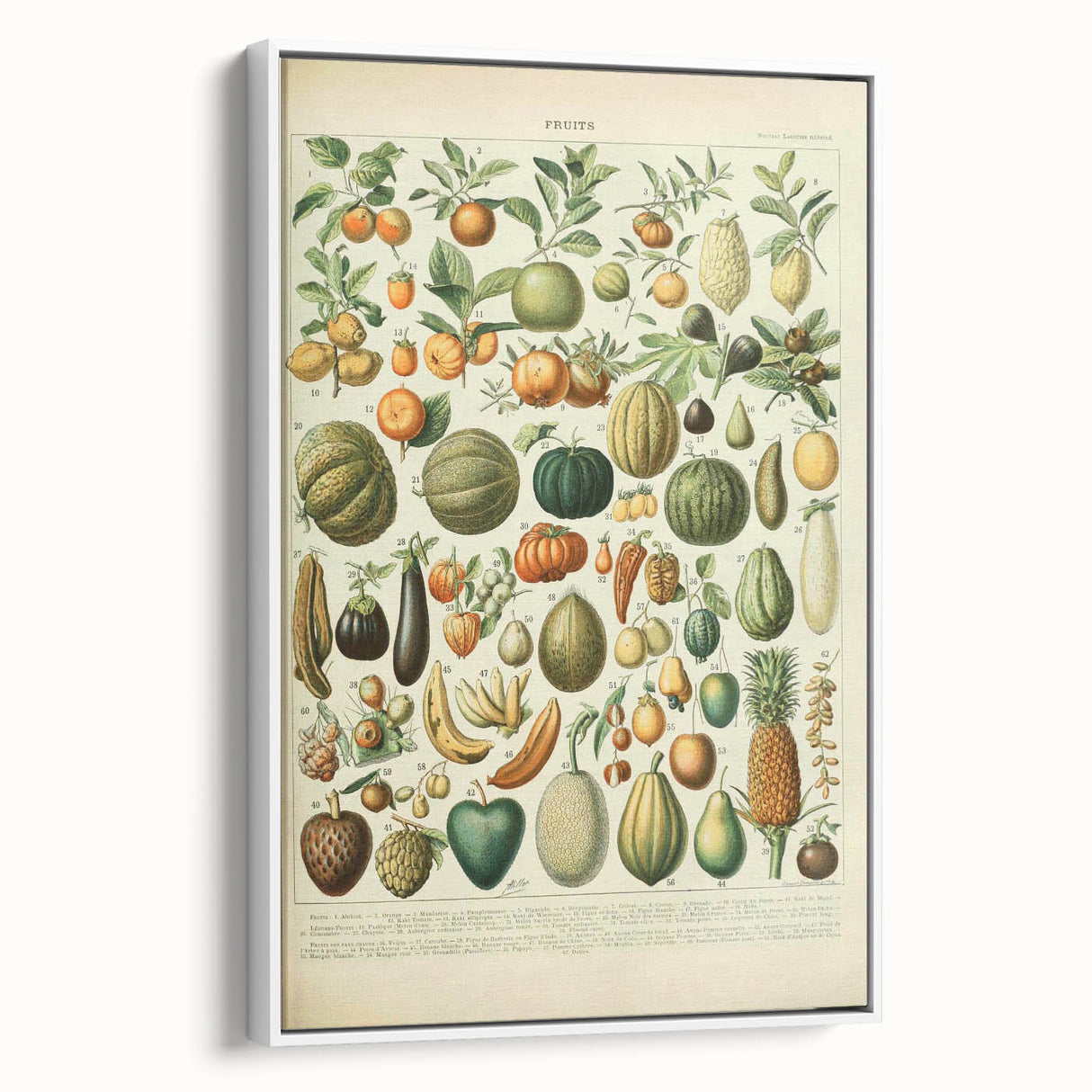 Vintage Botanical Art Prints: Fresh Fruit Illustration Wall Art