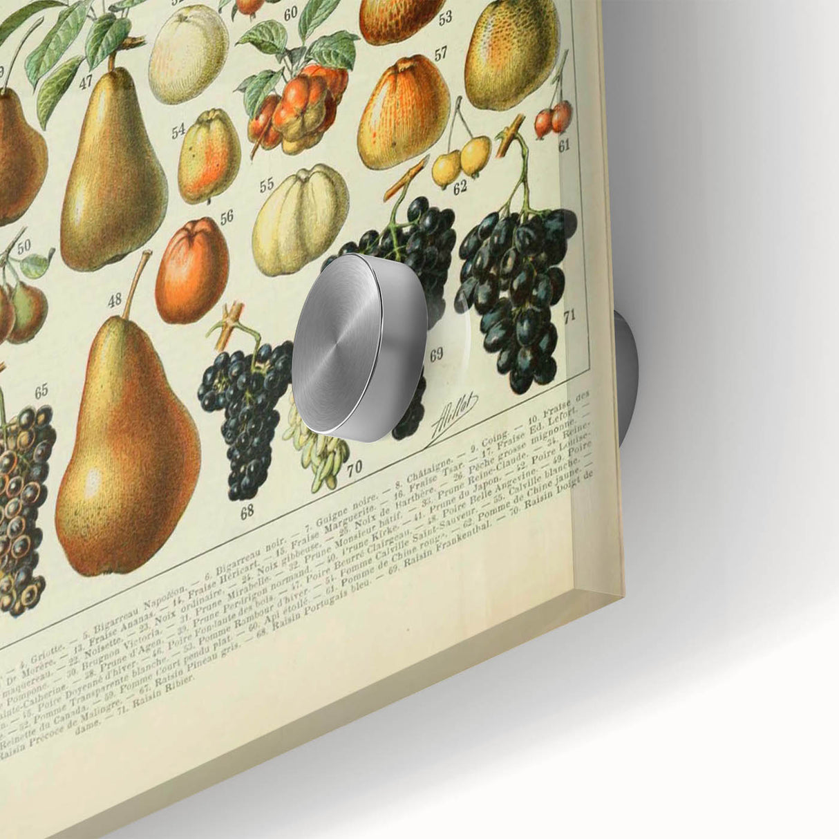 Vintage Botanical Art Prints: Elegant Fruit Illustration Wall Art