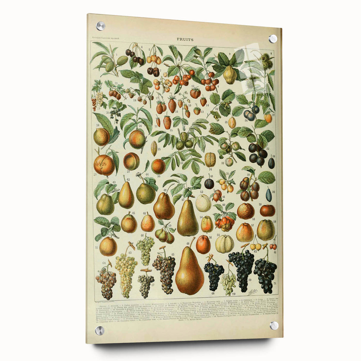 Vintage Botanical Art Prints: Elegant Fruit Illustration Wall Art
