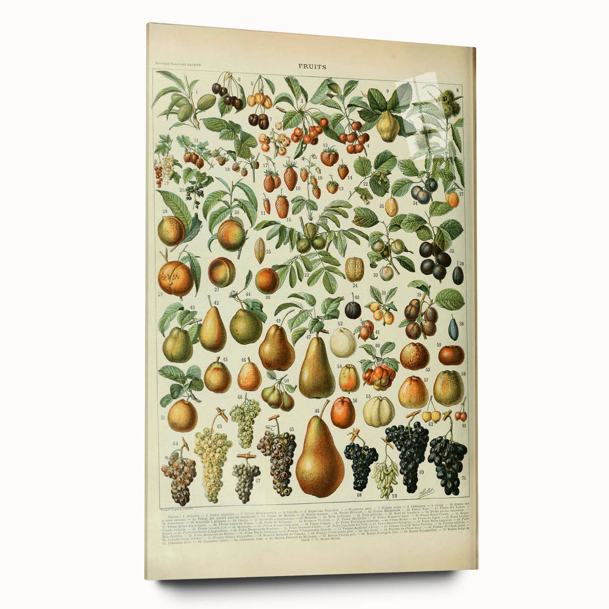 Vintage Botanical Art Prints: Elegant Fruit Illustration Wall Art
