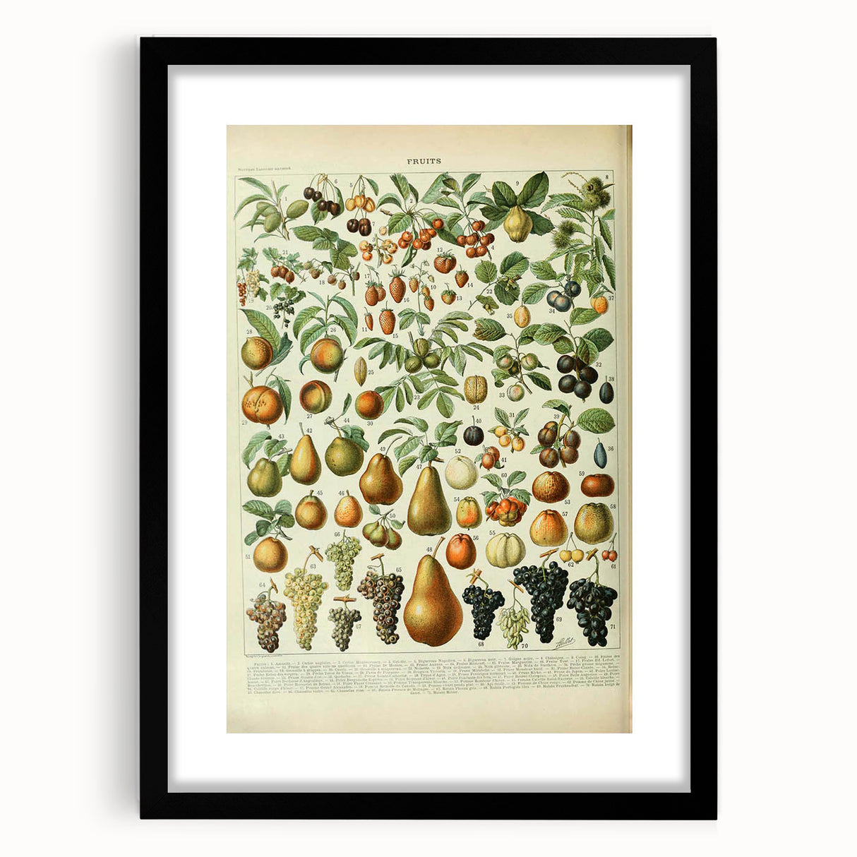 Vintage Botanical Art Prints: Elegant Fruit Illustration Wall Art