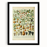 Vintage Botanical Art Prints: Elegant Fruit Illustration Wall Art