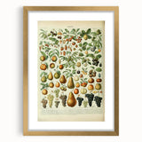 Vintage Botanical Art Prints: Elegant Fruit Illustration Wall Art