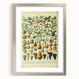 Vintage Botanical Art Prints: Elegant Fruit Illustration Wall Art