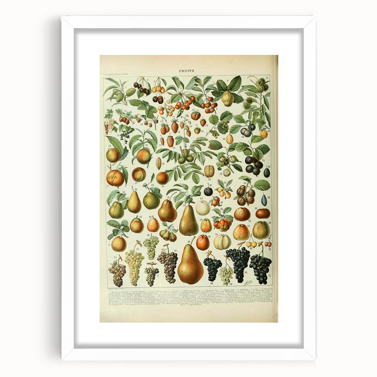 Vintage Botanical Art Prints: Elegant Fruit Illustration Wall Art