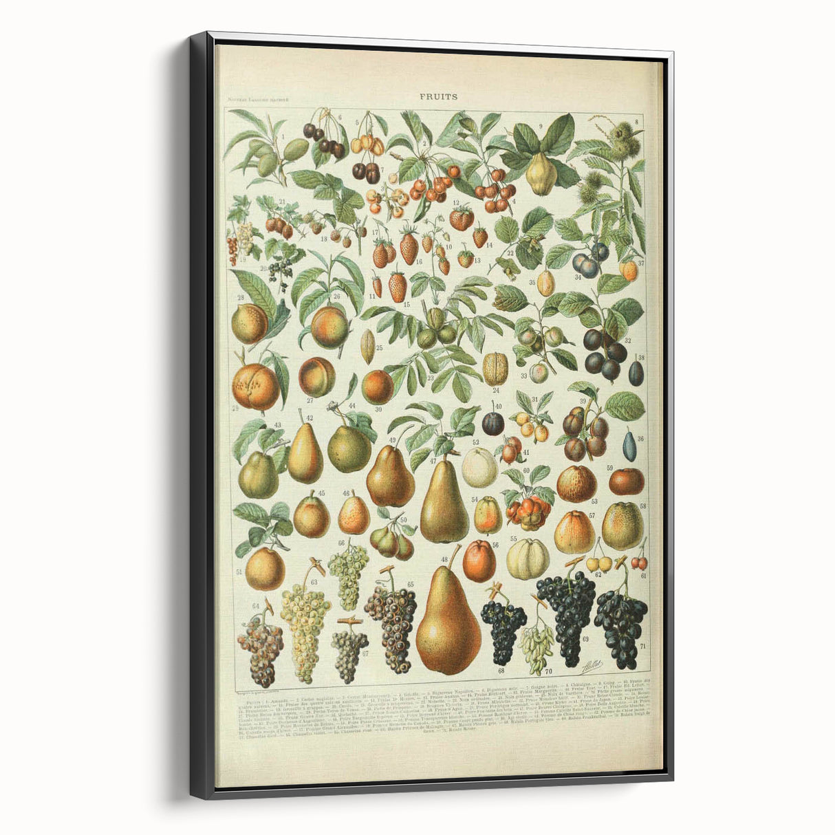 Vintage Botanical Art Prints: Elegant Fruit Illustration Wall Art