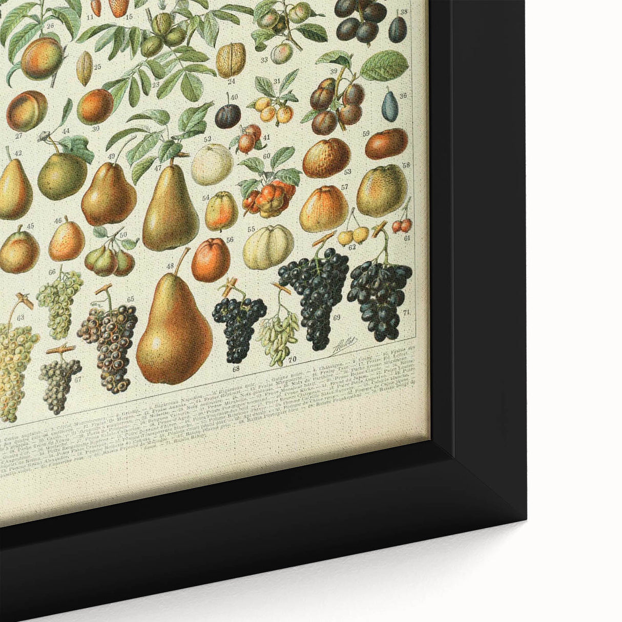 Vintage Botanical Art Prints: Elegant Fruit Illustration Wall Art