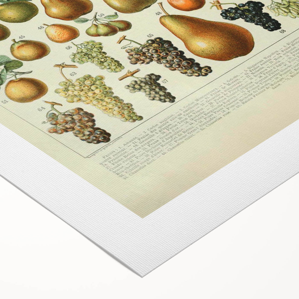 Vintage Botanical Art Prints: Elegant Fruit Illustration Wall Art
