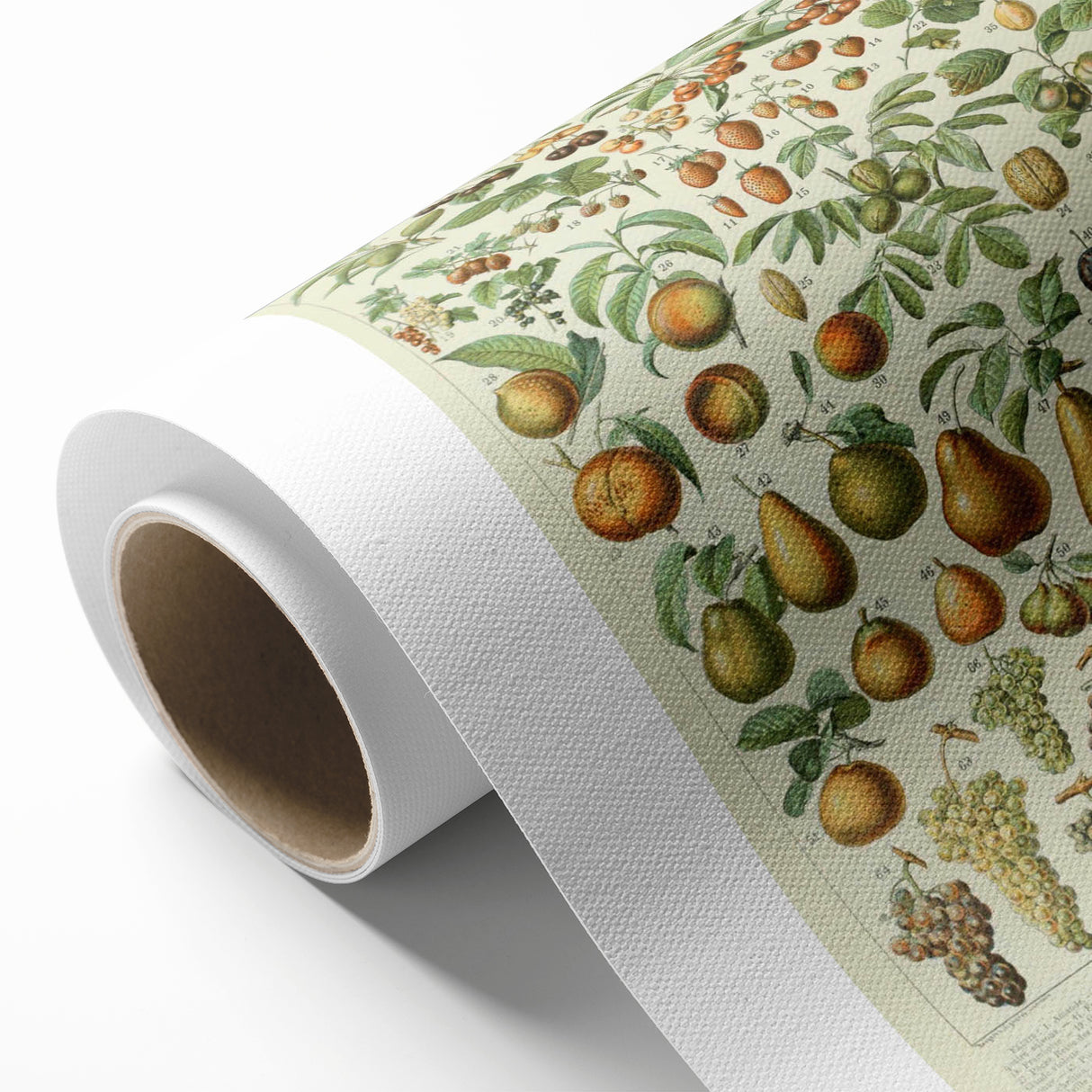 Vintage Botanical Art Prints: Elegant Fruit Illustration Wall Art