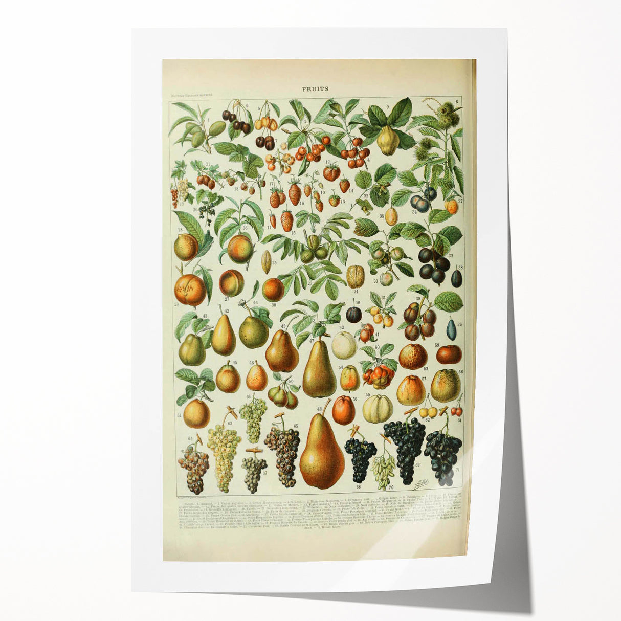 Vintage Botanical Art Prints: Elegant Fruit Illustration Wall Art