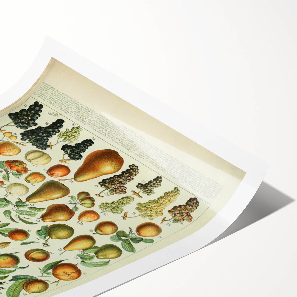 Vintage Botanical Art Prints: Elegant Fruit Illustration Wall Art