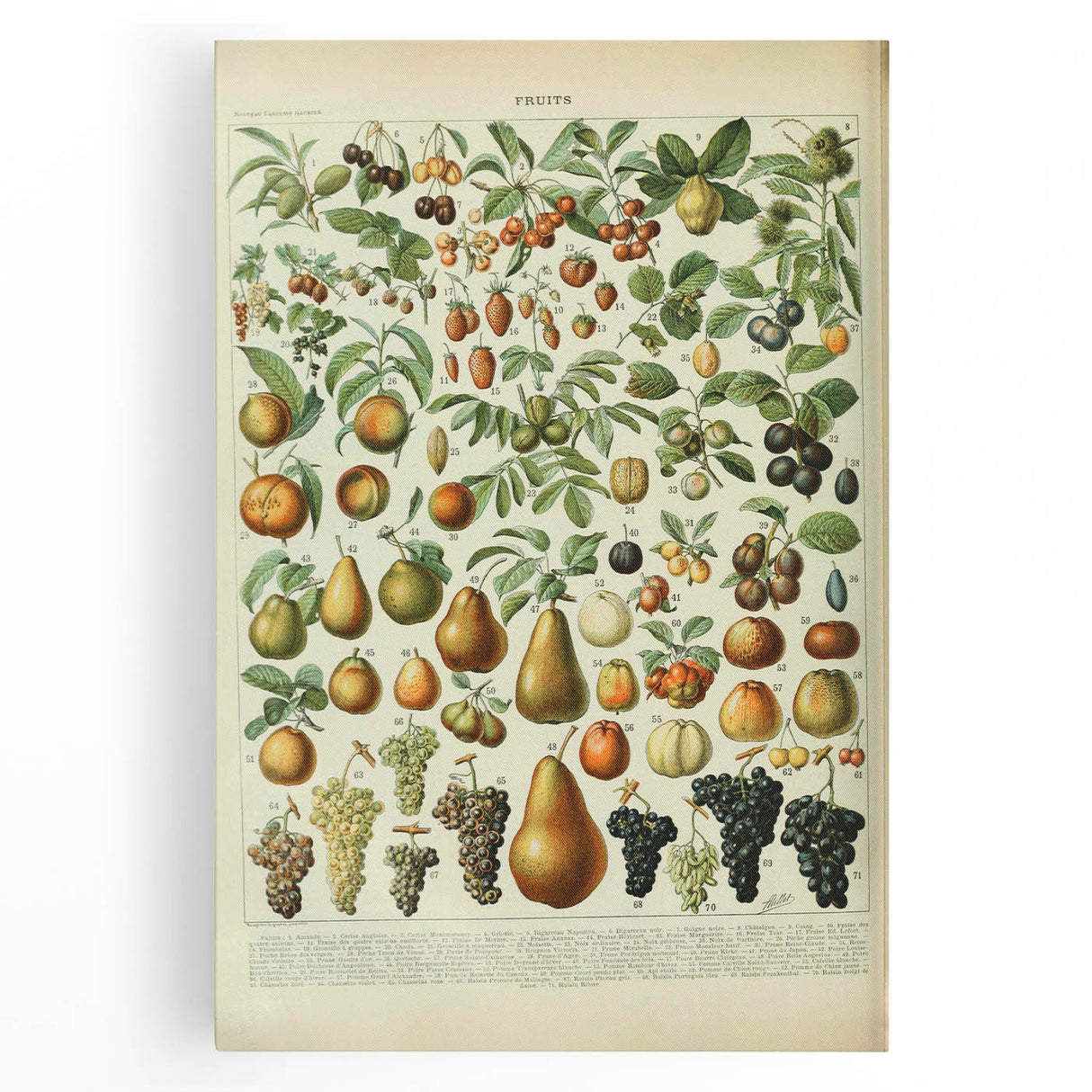 Vintage Botanical Art Prints: Elegant Fruit Illustration Wall Art