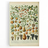 Vintage Botanical Art Prints: Elegant Fruit Illustration Wall Art