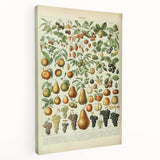 Vintage Botanical Art Prints: Elegant Fruit Illustration Wall Art