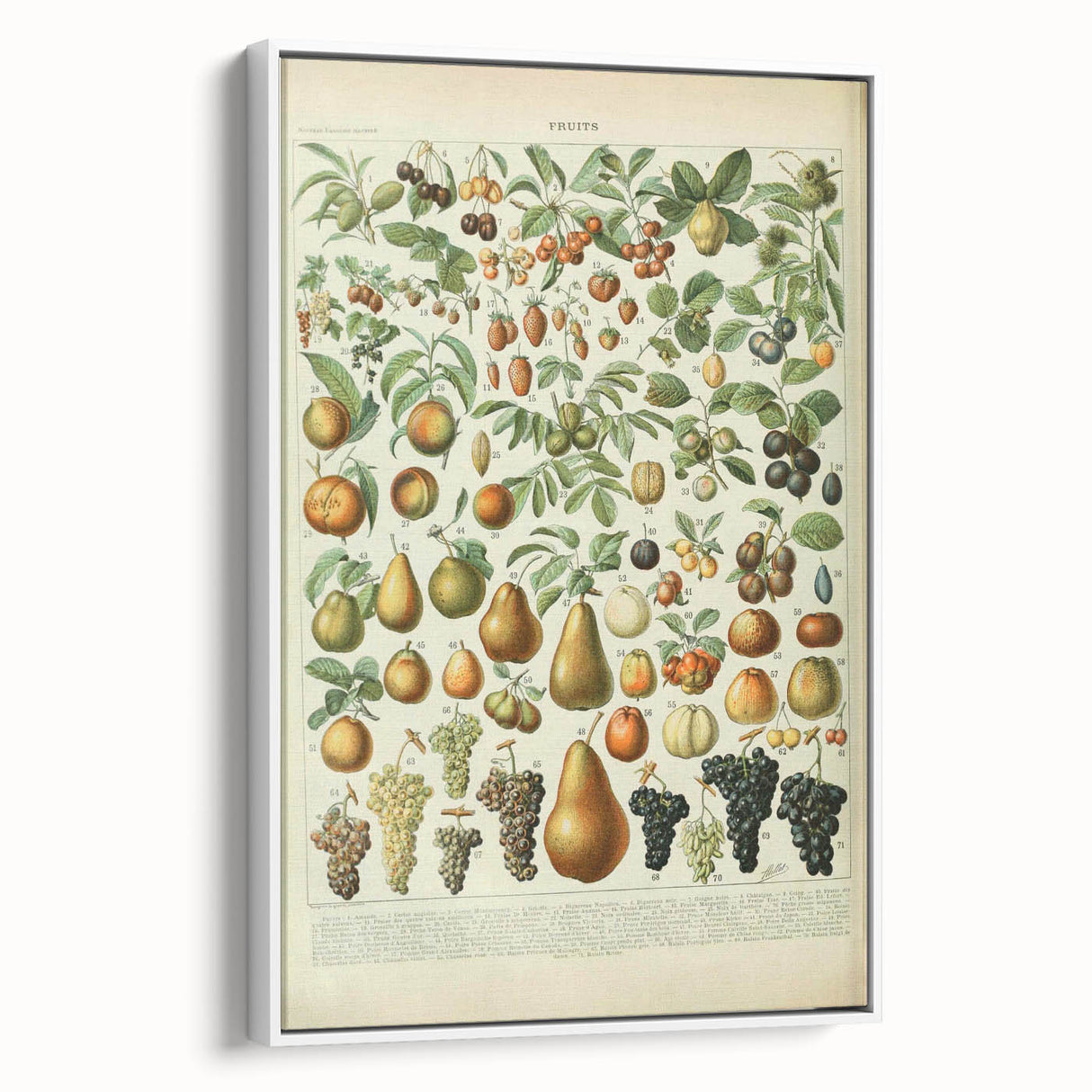 Vintage Botanical Art Prints: Elegant Fruit Illustration Wall Art
