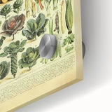 Vintage Botanical Art Prints: Detailed Vegetable Illustration Wall Art