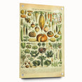 Vintage Botanical Art Prints: Detailed Vegetable Illustration Wall Art