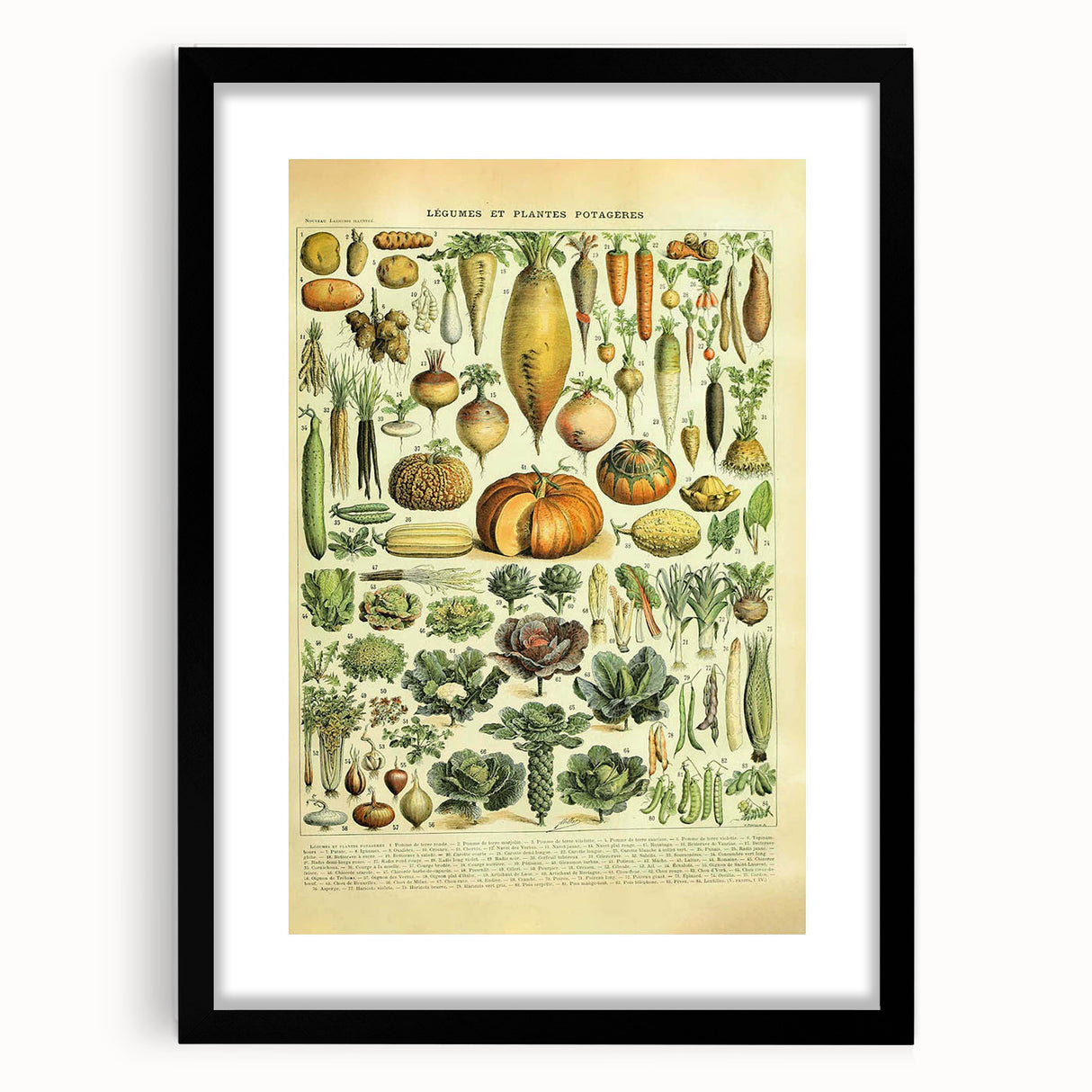 Vintage Botanical Art Prints: Detailed Vegetable Illustration Wall Art